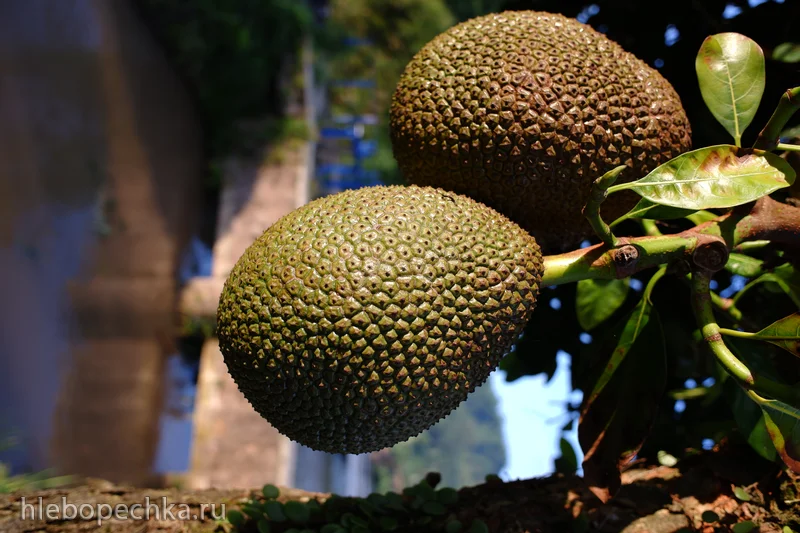 Хлебное дерево