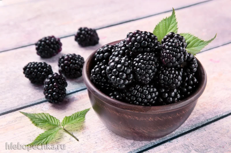 Cбор и приготовление вкусной ежевики