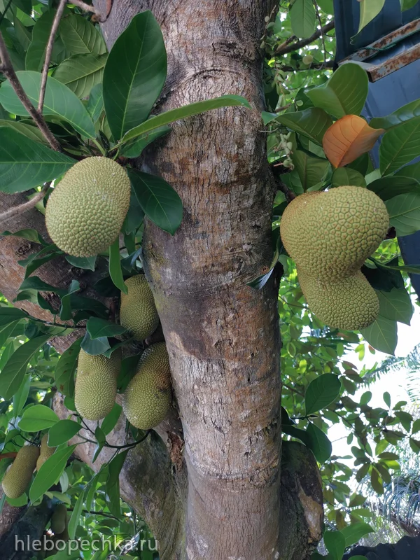 Хлебное дерево