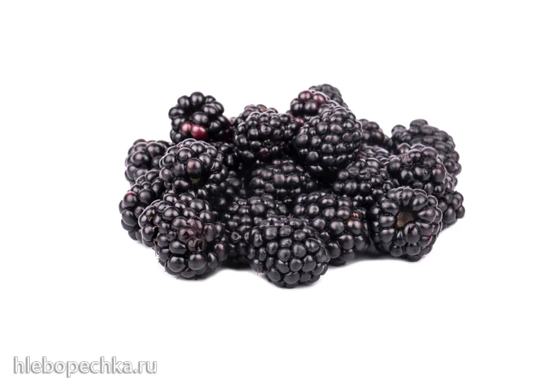 Cбор и приготовление вкусной ежевики