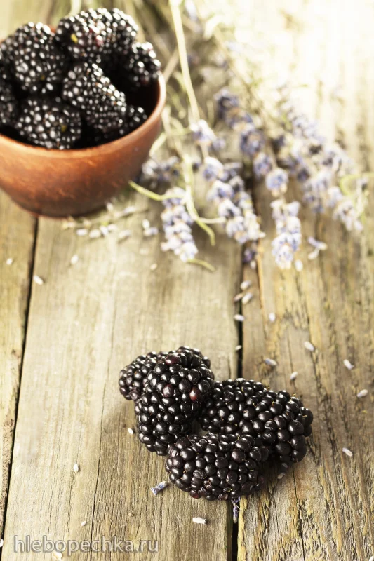 Cбор и приготовление вкусной ежевики