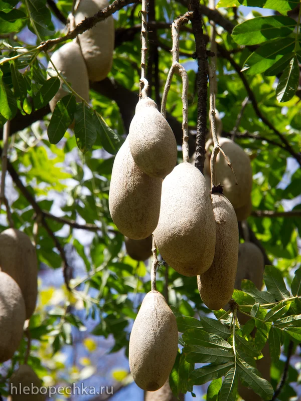 Хлебное дерево
