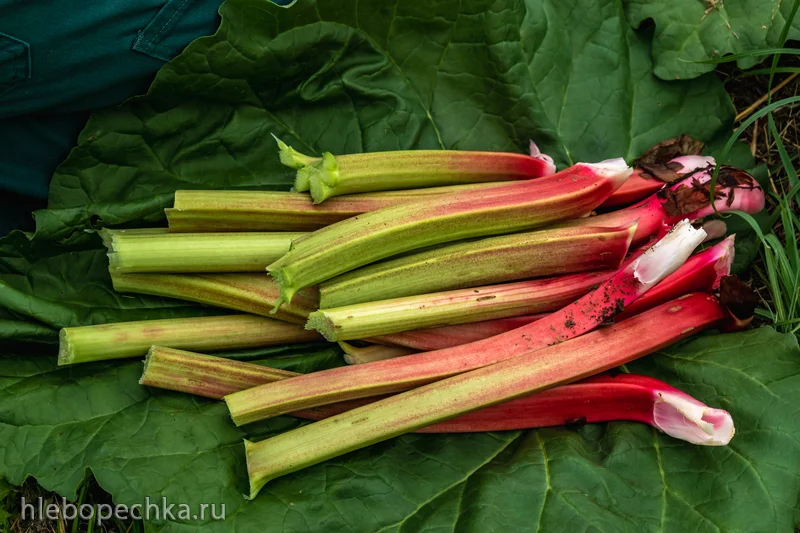 Вкусный мир рецептов запеченного ревеня