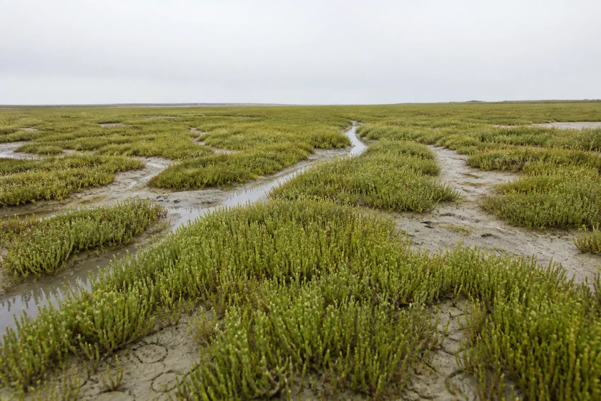 Солерос (морская спаржа)