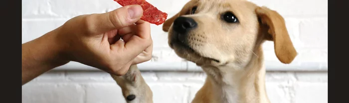 Электрическая сушилка для овощей и фруктов Gfgril GFD-002