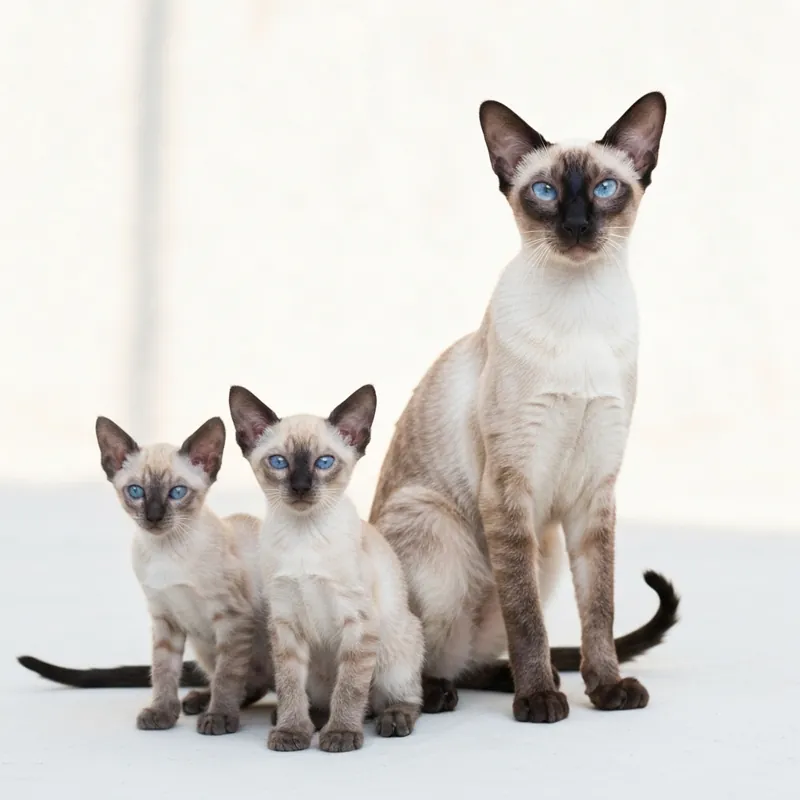 Идеальный вес сиамской кошки