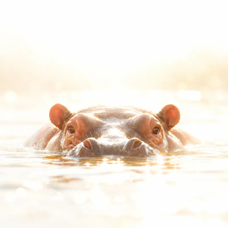 Бегемоты: невидимая жизнь речных гигантов Африки