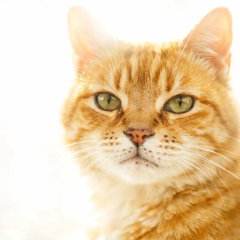 Рыжие коты и черные пятна: подробный путеводитель по лентиго и пигментации