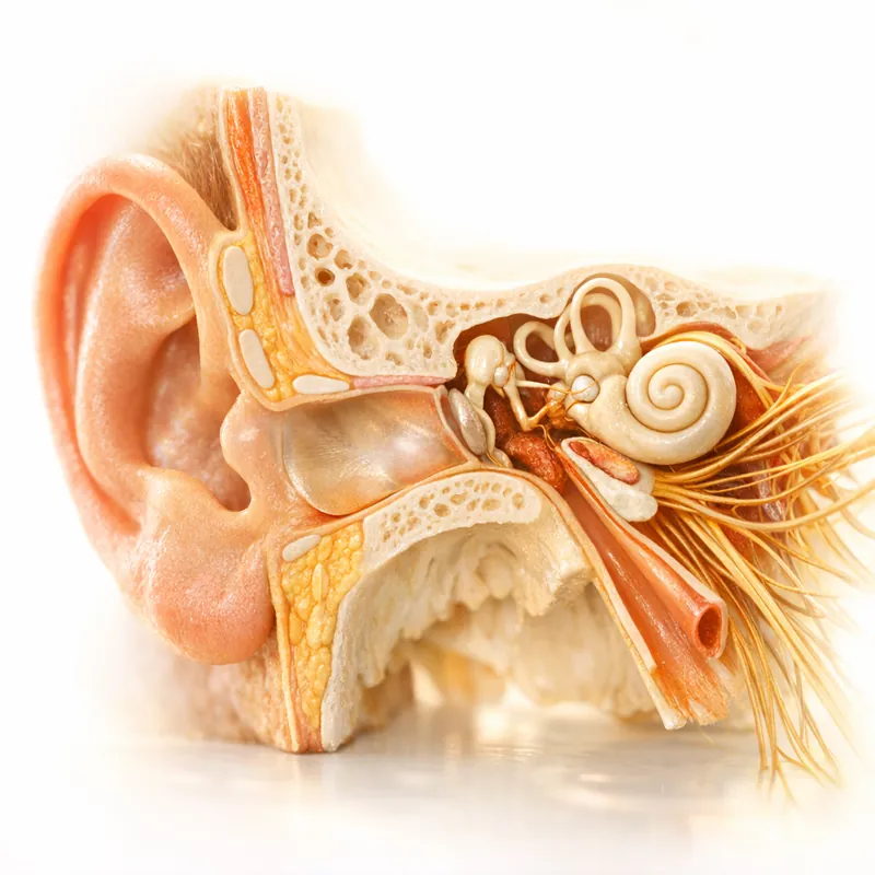 Скрытая архитектура слухового аппарата и его роль в здоровье человека