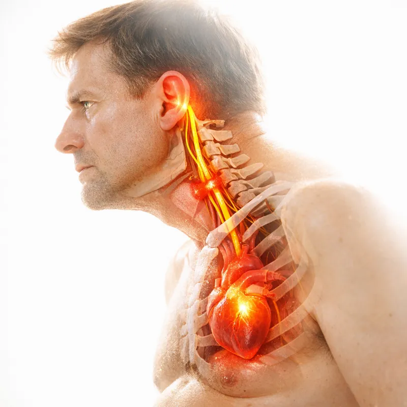 Скрытая архитектура слухового аппарата и его роль в здоровье человека