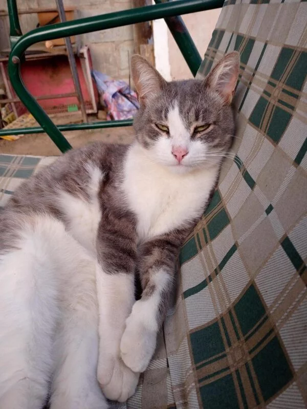 Чайная беседка