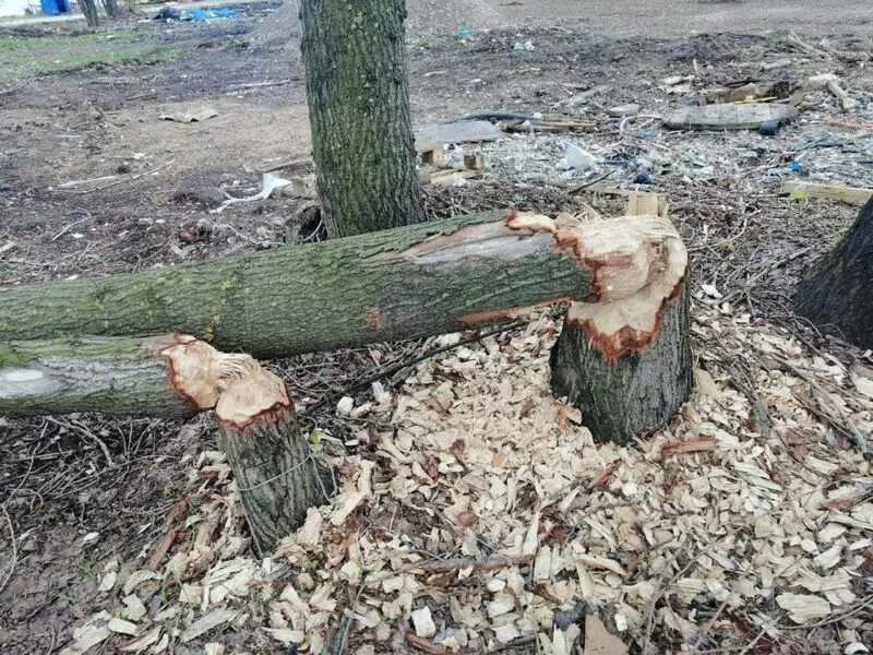 Коломенское