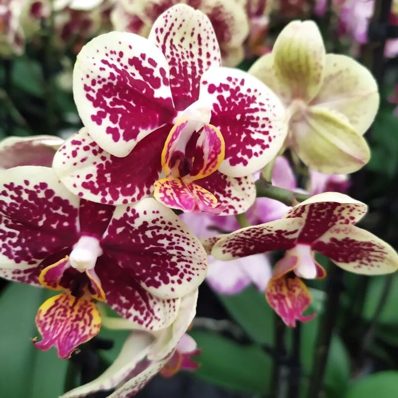 Чайная беседка