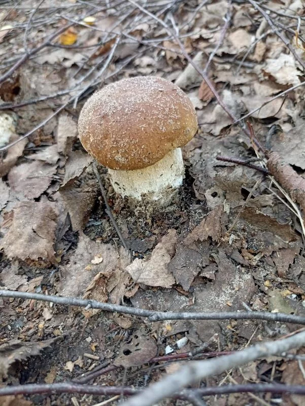 По грибы с лукошком