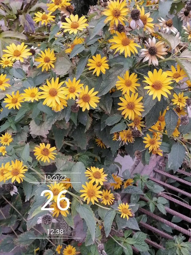 Чайная беседка