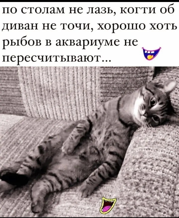 Кошичкина полиция
