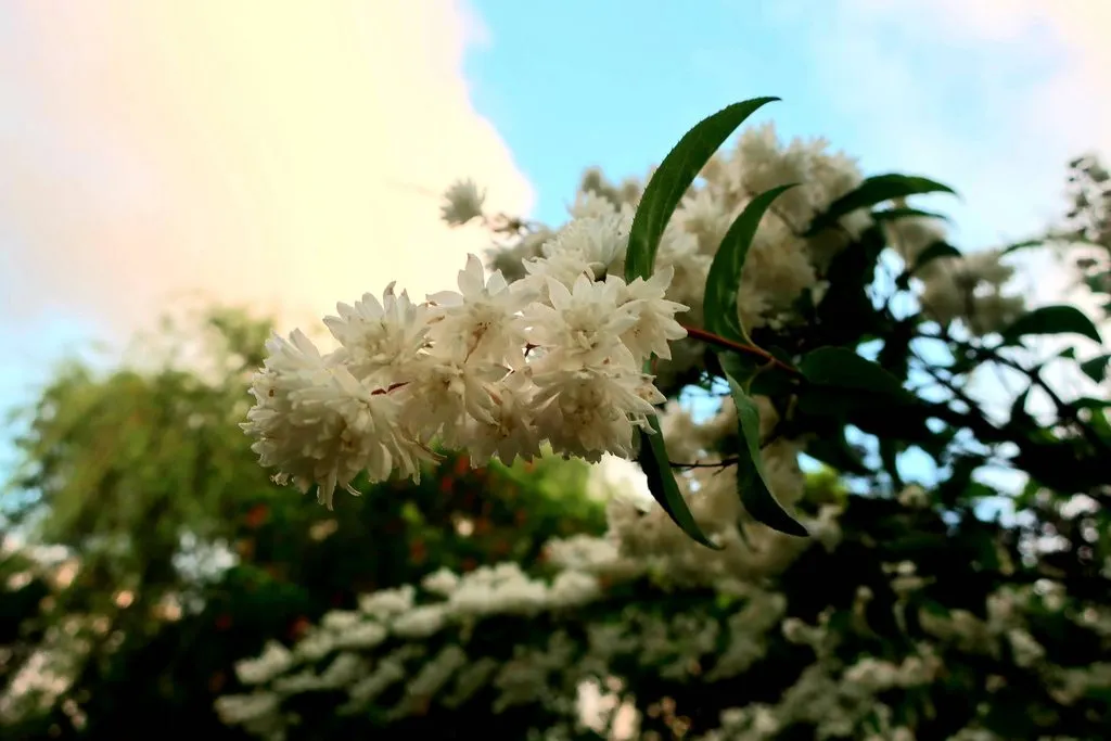 Чайная беседка