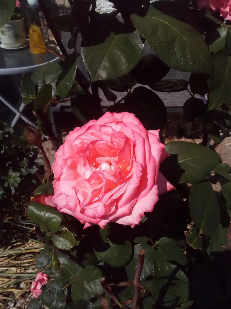 Чайная беседка