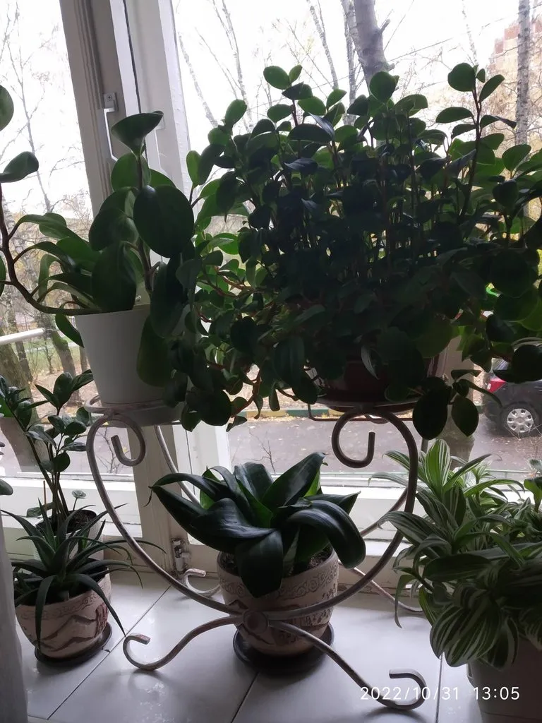 Чайная беседка