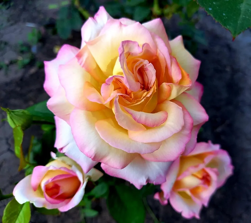 Чайная беседка