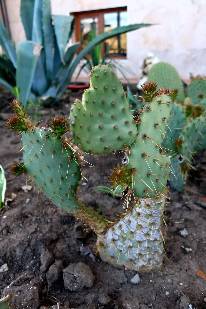 Чайная беседка