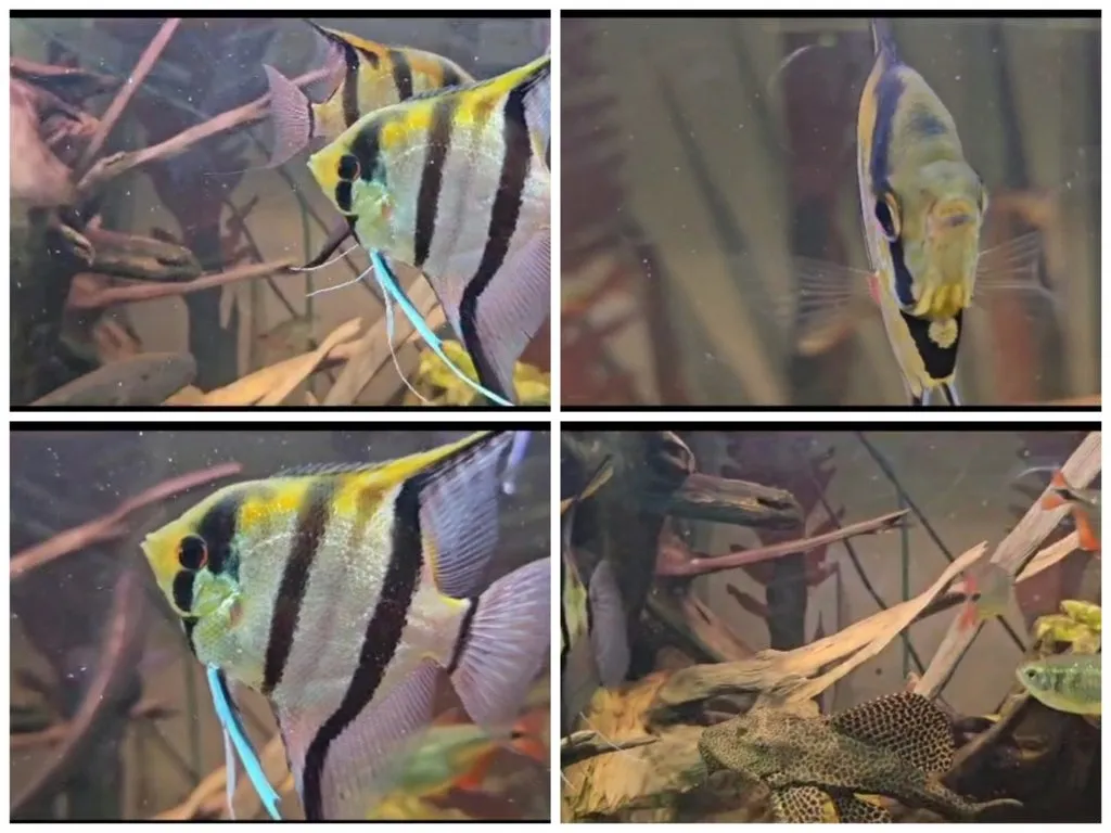 Чайная беседка