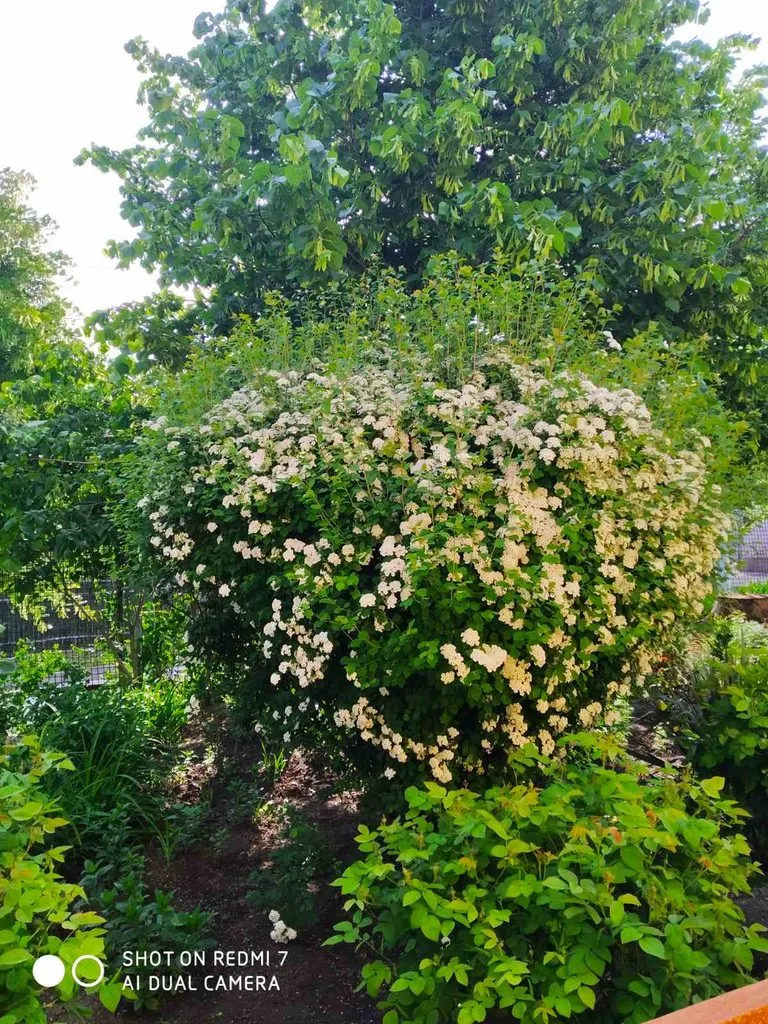 Чайная беседка