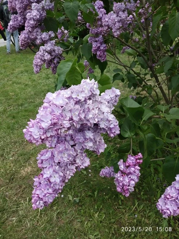 Чайная беседка