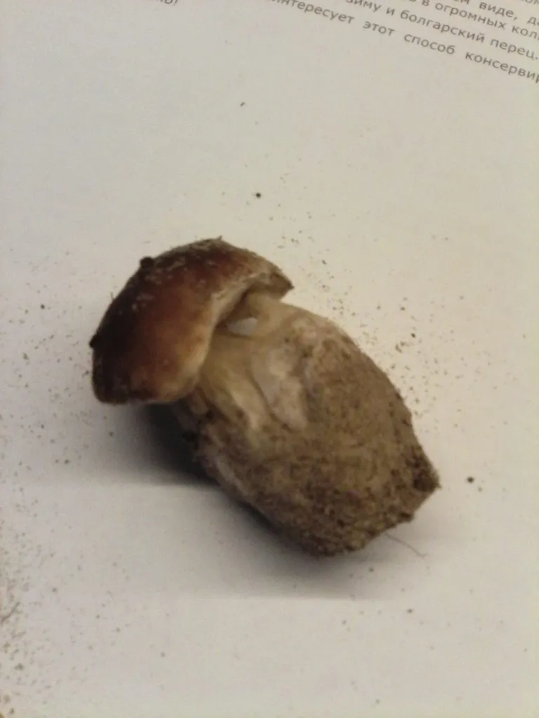 Чайная беседка