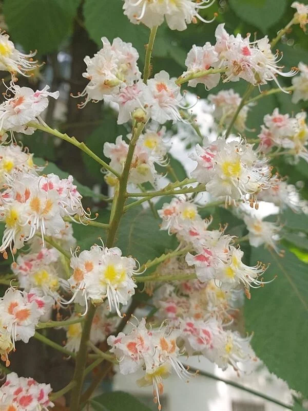 Чайная беседка