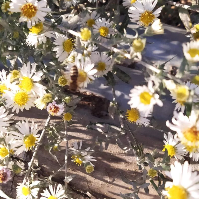 Чайная беседка