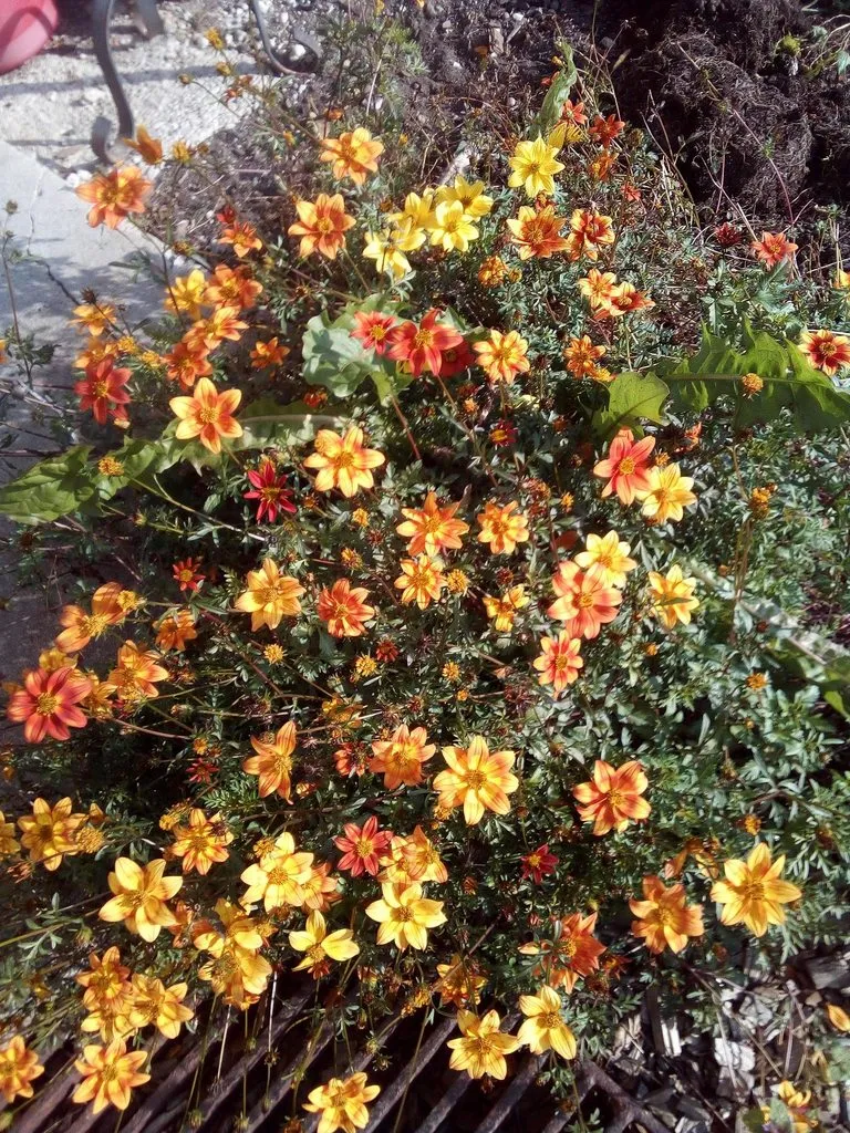 Чайная беседка