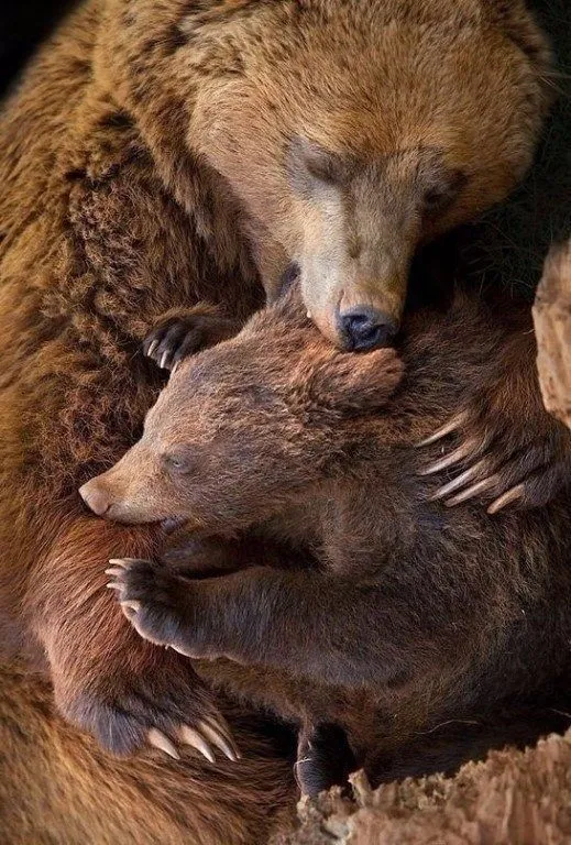 Эти забавные животные