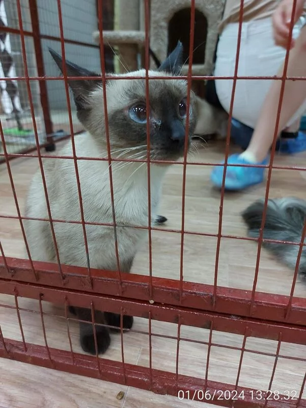 Чайная беседка