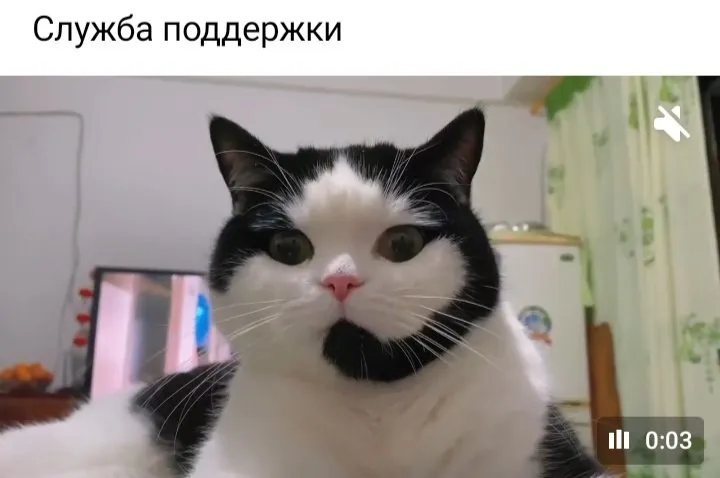 Кошичкина полиция