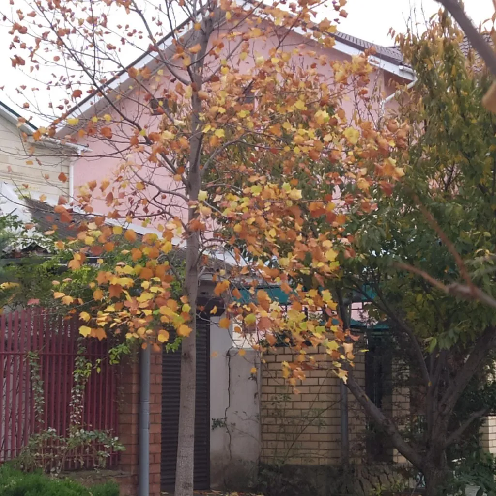 Чайная беседка