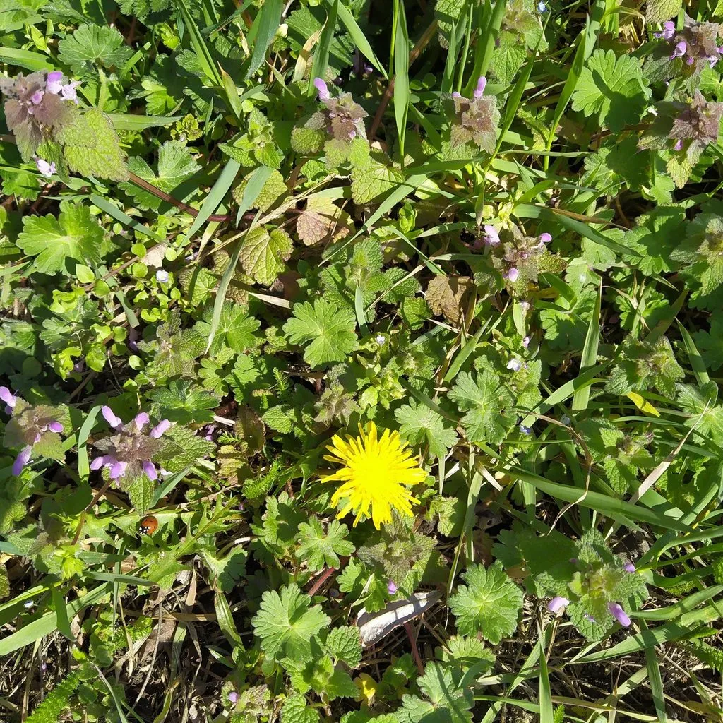 Чайная беседка