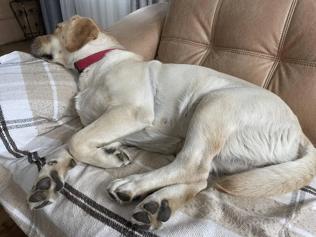 Чайная беседка