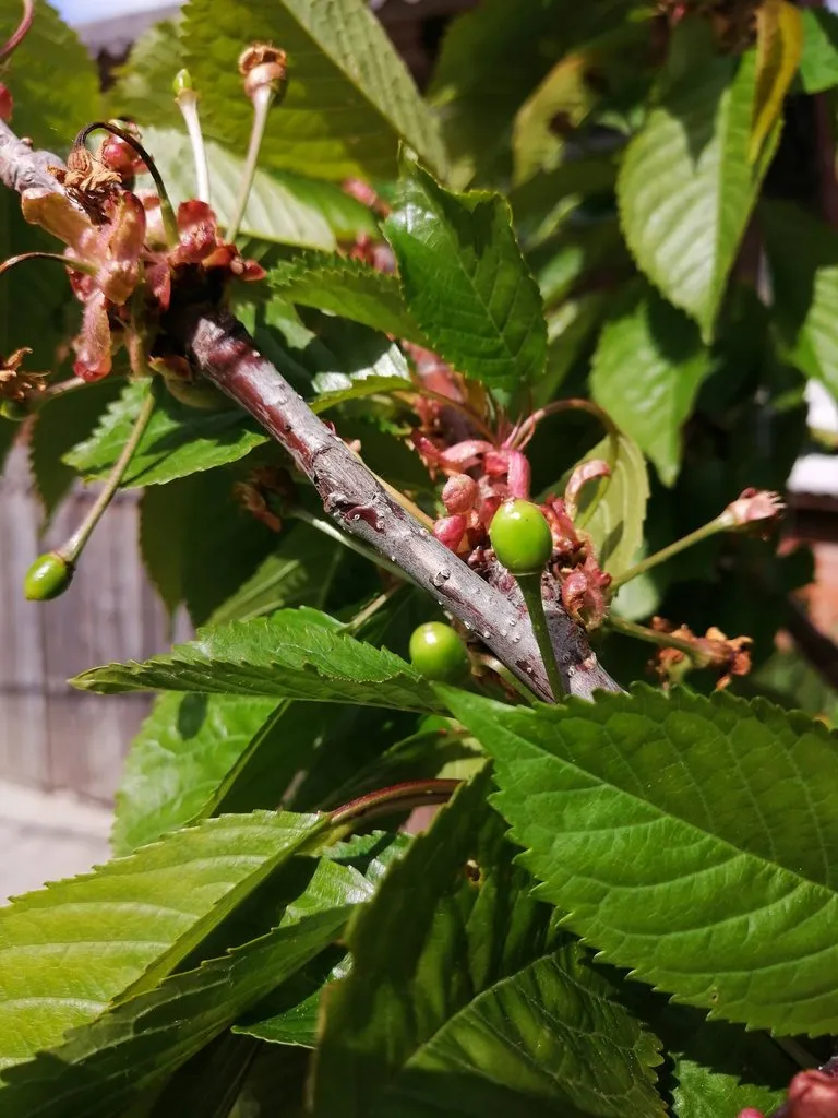 Чайная беседка