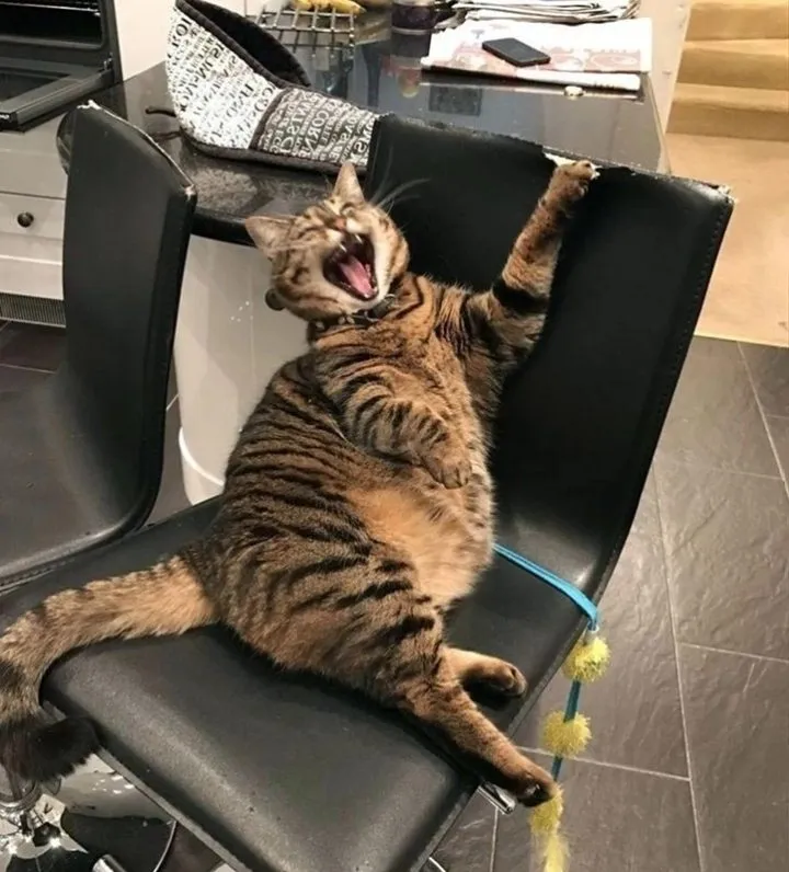 Кошичкина полиция