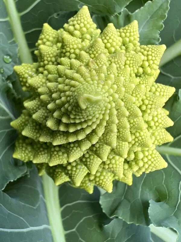 Капуста Романеско