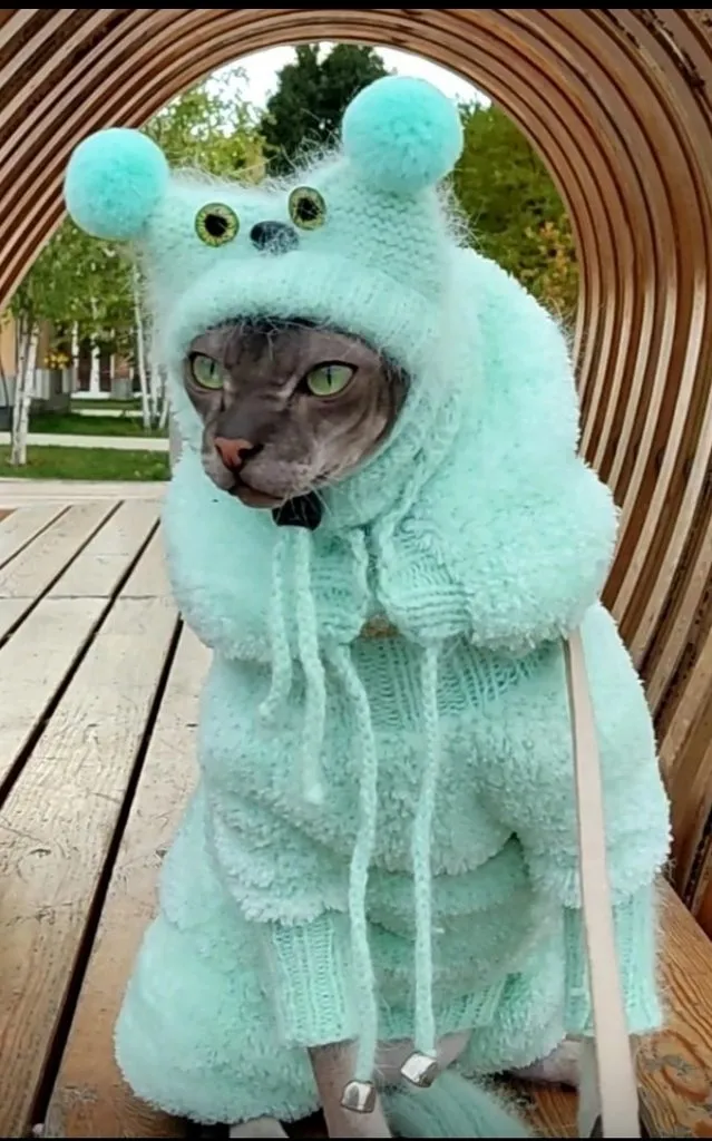 Кошичкина полиция