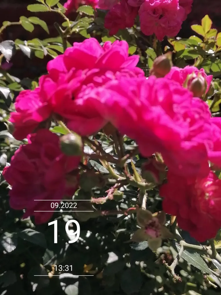 Чайная беседка