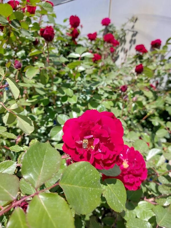 Чайная беседка