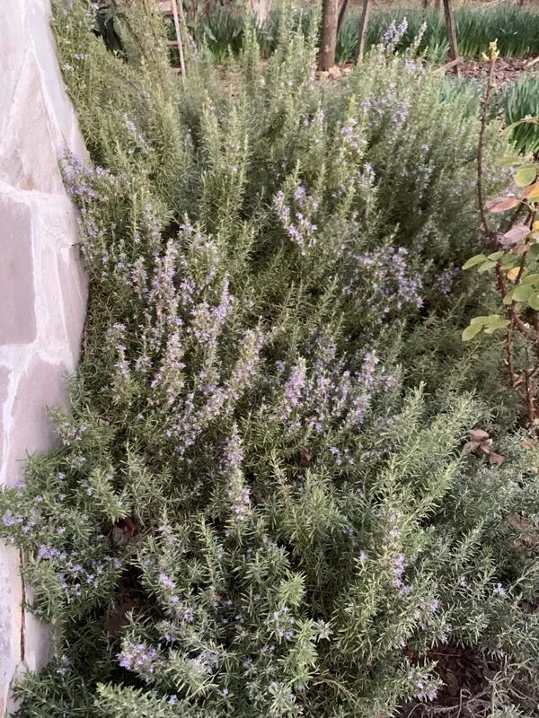 Фотонастроение