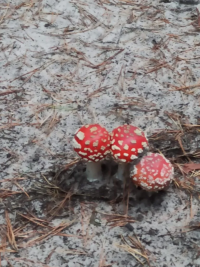 Чайная беседка