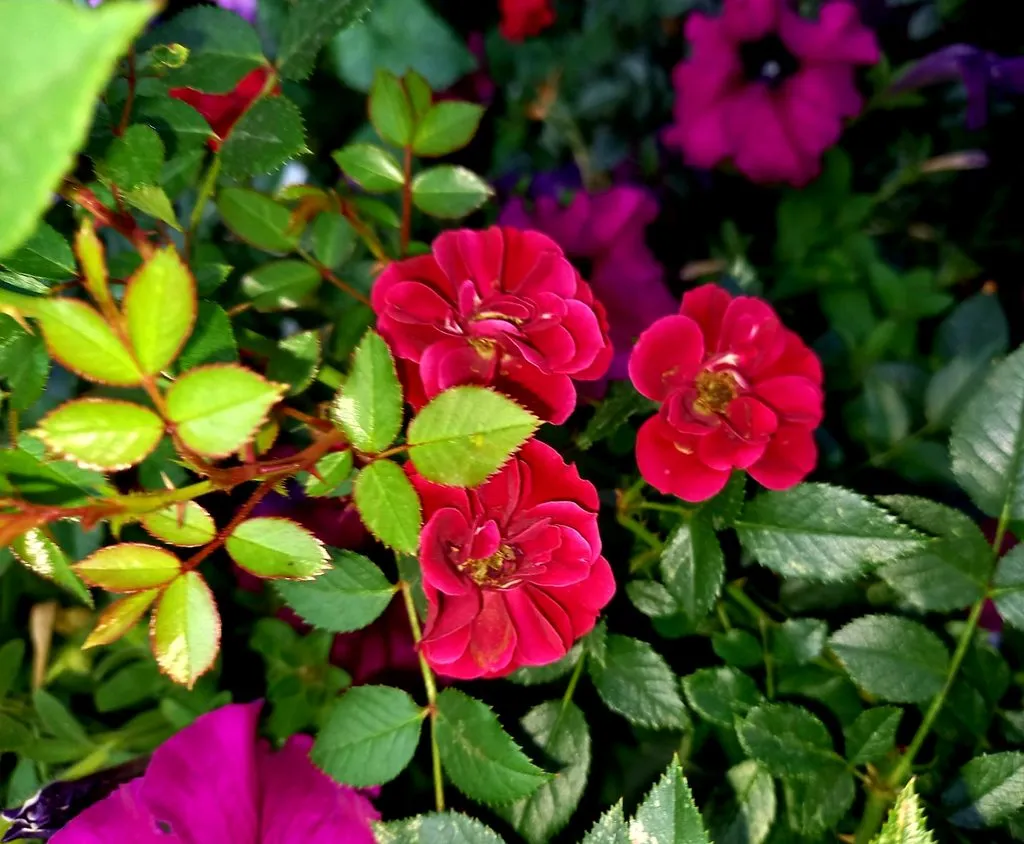 Чайная беседка