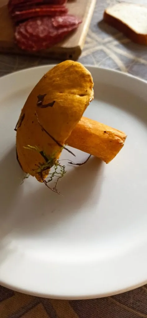 По грибы с лукошком