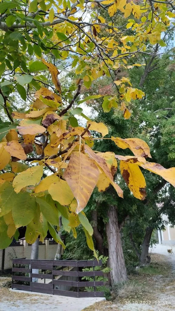 Кафе «У пани Сони»