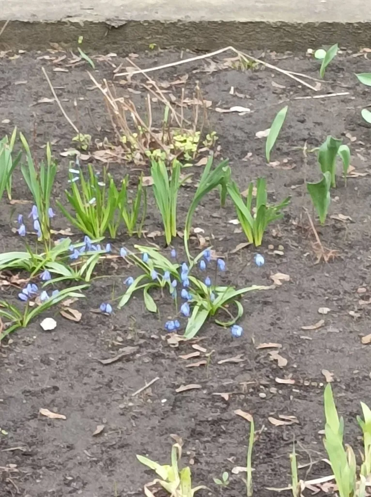 Чайная беседка